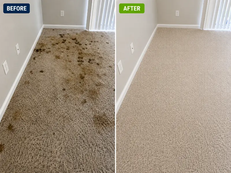 before / after Pet Stain & Odor Removal