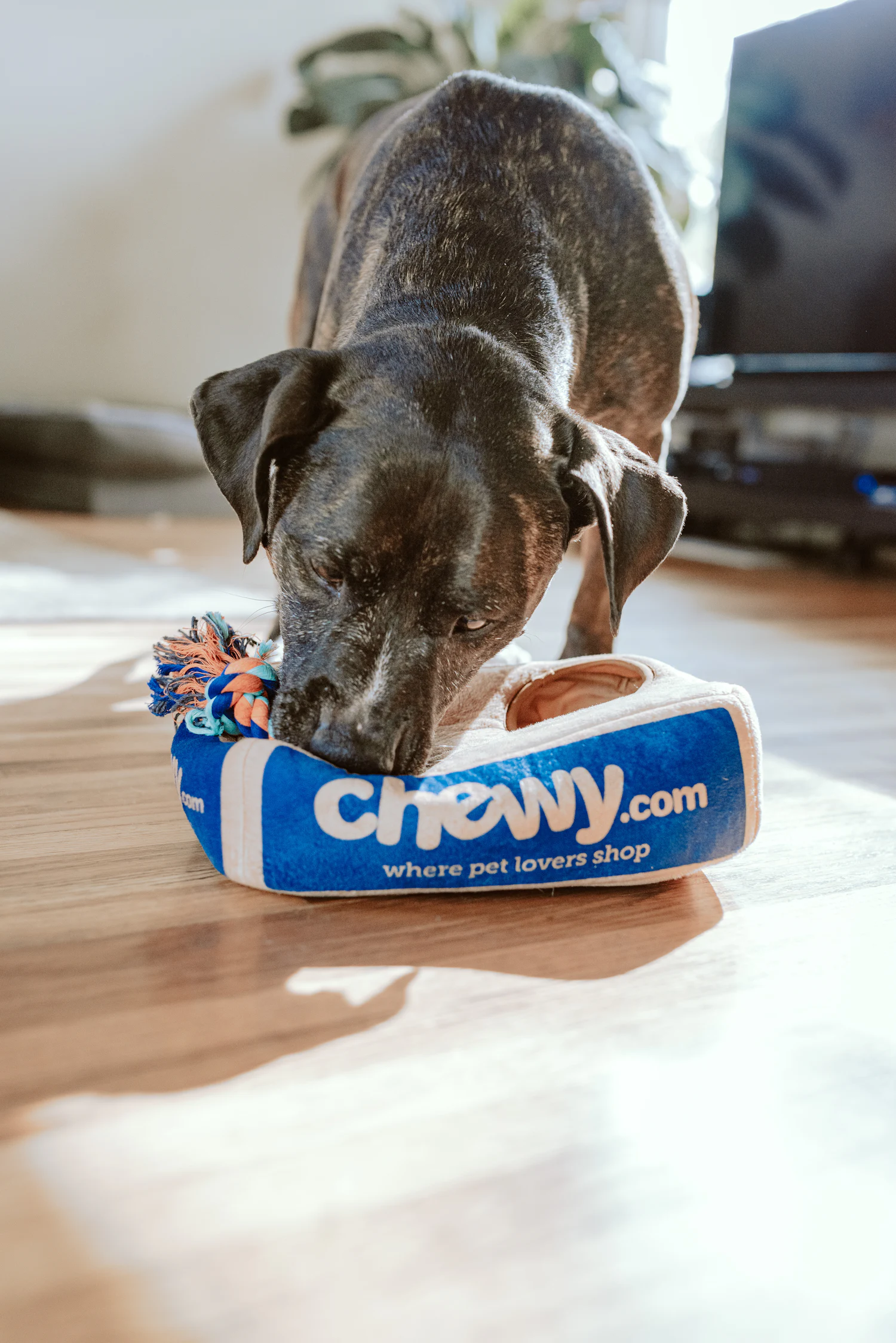 Pet Stain & Odor Removal in Medford, Oregon